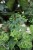 hedera helix wonder (2).JPG