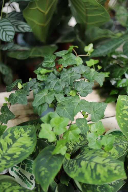 hedera helix wonder (2).JPG