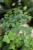 hedera helix wonder (3).JPG
