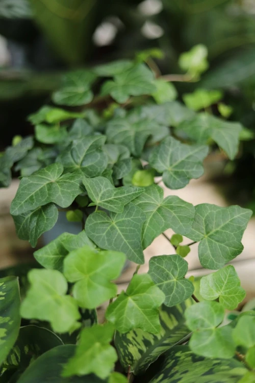 hedera helix wonder (3).JPG