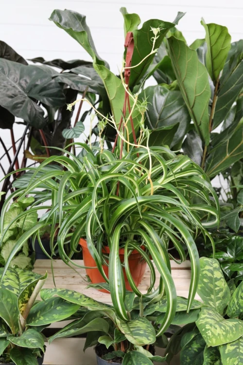 Jedna z najbardziej ozdobnych odmian zielistki: Chlorophytum comosum Bonnie