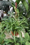Chlorophytum comosum 'Bonnie' (Zielistka) XL