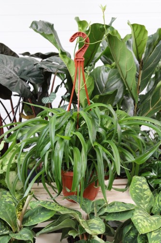 Chlorophytum comosum 'Green Bonnie' to łatwa w pielęgnacji roślina doniczkowa z zielonymi, długimi liśćmi i jasnymi paskami – idealna do domu i biura.