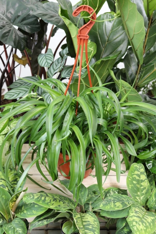 Chlorophytum comosum Bonnie