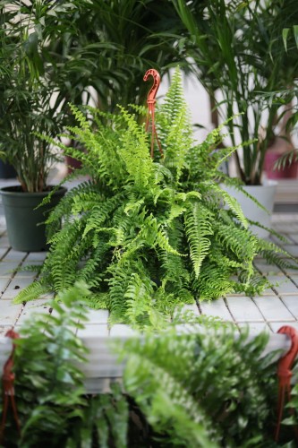 Nephrolepis exaltata to popularna roślina doniczkowa o bujnych, pierzastych, jasnozielonych liściach, idealna do domu i biura.
