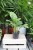 Aglaonema ‘Silver Bay’ – elegancka roślina doniczkowa o dużych liściach z dekoracyjnym srebrzysto-zielonym wybarwieniem.