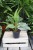 Aglaonema ‘Silver Bay’ jako stylowy akcent wnętrza – tropikalna roślina doniczkowa dodająca przestrzeni świeżości, elegancji i naturalnego charakteru.