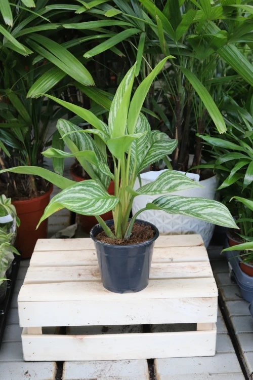 Aglaonema ‘Silver Bay’ jako stylowy akcent wnętrza – tropikalna roślina doniczkowa dodająca przestrzeni świeżości, elegancji i naturalnego charakteru.