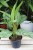 Aglaonema Silver Bay L