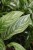 Zbliżenie liści Aglaonema ‘Silver Bay’ ukazujące kontrastowe połączenie zieleni i srebra oraz subtelne, dekoracyjne unerwienie.