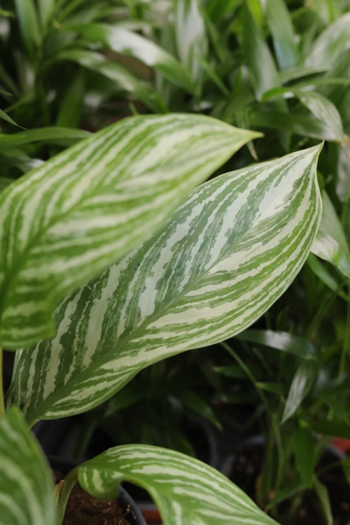 Zbliżenie liści Aglaonema ‘Silver Bay’ ukazujące kontrastowe połączenie zieleni i srebra oraz subtelne, dekoracyjne unerwienie.