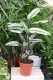 Calathea majestica ‘White Star’ – efektowna roślina doniczkowa o długich liściach z białymi i subtelnie różowymi paskami.