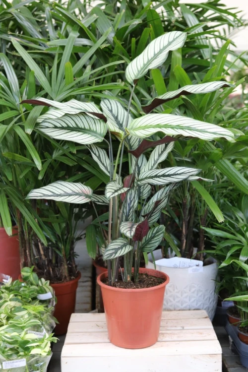 Calathea majestica ‘White Star’ jako egzotyczny akcent wnętrza – roślina doniczkowa dodająca przestrzeni lekkości, koloru i tropikalnego charakteru.