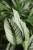 Zbliżenie liści Calathea ‘White Star’ ukazujące kontrastowe wybarwienie oraz elegancką, dekoracyjną strukturę liści.