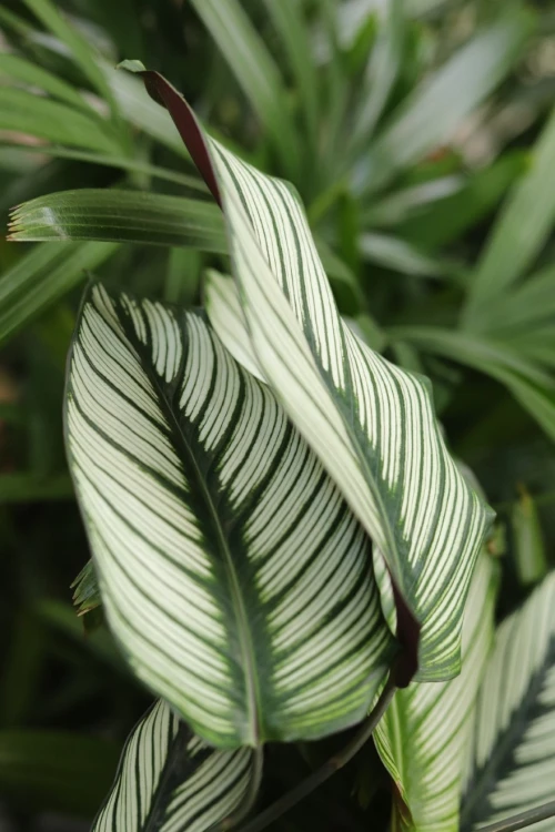Zbliżenie liści Calathea ‘White Star’ ukazujące kontrastowe wybarwienie oraz elegancką, dekoracyjną strukturę liści.