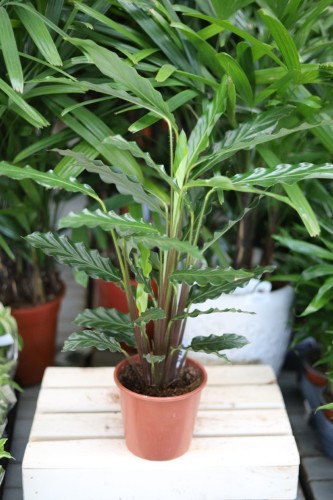 Calathea rufibarba ‘Blue Grass’ – elegancka roślina doniczkowa o smukłych, falowanych liściach i egzotycznym pokroju.