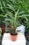 Calathea rufibarba ‘Blue Grass’ – elegancka roślina doniczkowa o smukłych, falowanych liściach i egzotycznym pokroju.