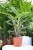 Calathea Blue Grass