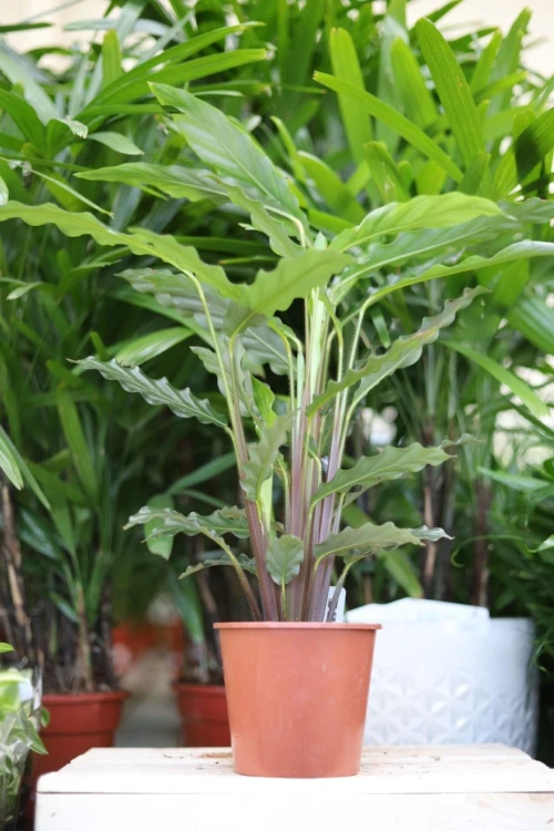 Calathea Blue Grass