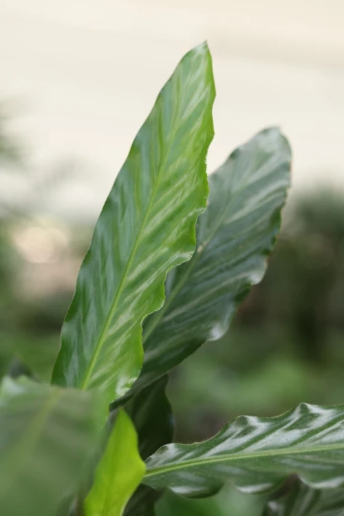 Zbliżenie liści Calathea ‘Blue Grass’ ukazujące delikatnie falowane brzegi oraz kontrast między zieloną górą a bordowym spodem liści.