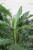 Calathea rufibarba ‘Blue Grass’ jako tropikalny akcent wnętrza – dekoracyjna roślina dodająca przestrzeni lekkości, głębi i naturalnej elegancji.