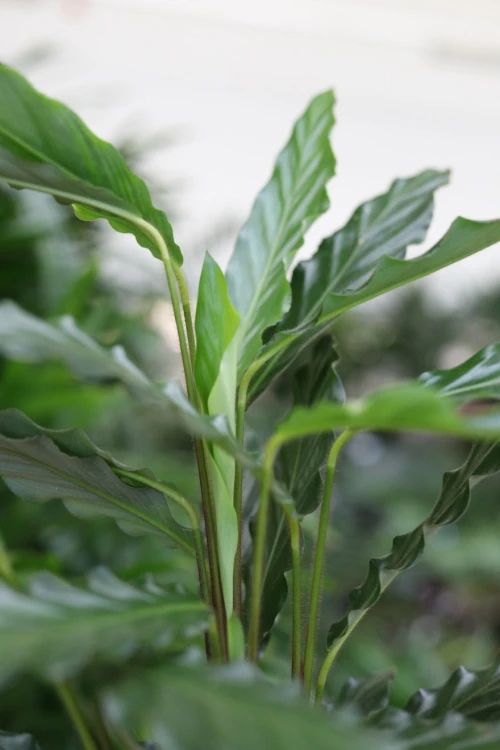 Calathea rufibarba ‘Blue Grass’ jako tropikalny akcent wnętrza – dekoracyjna roślina dodająca przestrzeni lekkości, głębi i naturalnej elegancji.