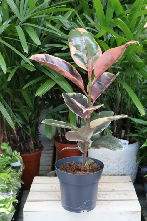 Ficus elastica ‘Belize’ XL – efektowna roślina doniczkowa o dużych, błyszczących liściach z różowo-kremowymi przebarwieniami.