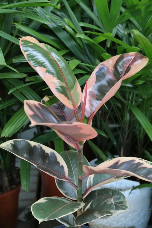 Ficus elastica ‘Belize’ XL jako wyrazisty akcent wnętrza – tropikalna roślina doniczkowa dodająca przestrzeni koloru, elegancji i egzotycznego charakteru.