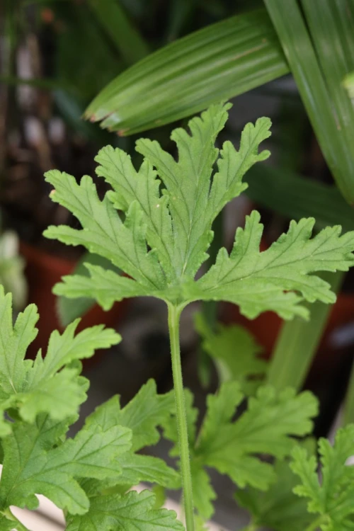 Pelargonium graveolens jako naturalny akcent wnętrza – pachnąca roślina doniczkowa wprowadzająca do przestrzeni świeżość i ziołowy charakter.