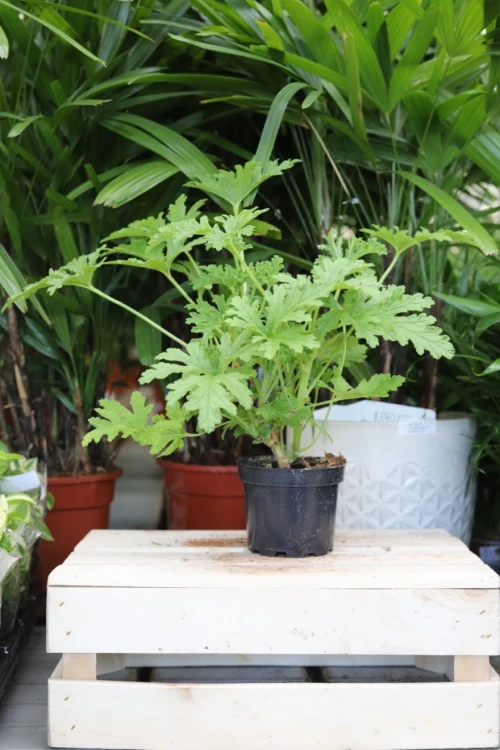 Zbliżenie liści Pelargonium graveolens ukazujące ich miękką strukturę oraz charakterystyczny, intensywny zapach geranium.