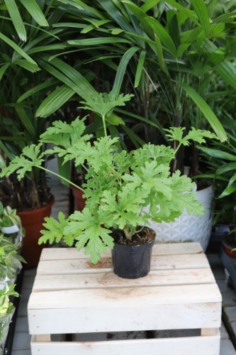Pelargonium graveolens (Anginka) – aromatyczna roślina doniczkowa o dekoracyjnych, pachnących liściach i naturalnym, zielonym pokroju.
