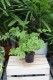 Pelargonium graveolens (Anginka) – aromatyczna roślina doniczkowa o dekoracyjnych, pachnących liściach i naturalnym, zielonym pokroju.