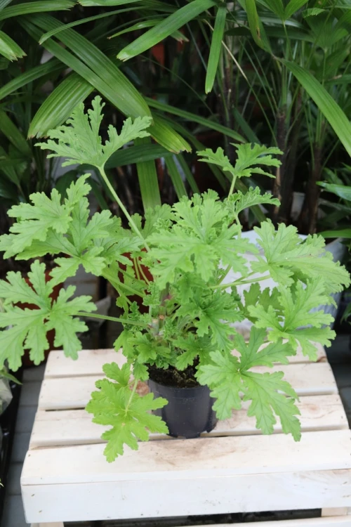 geranium