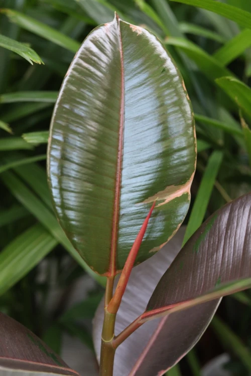 Zbliżenie na wielobarwne liście Ficus elastica ‘Pink Camouflage’ z charakterystycznym różowym wybarwieniem.