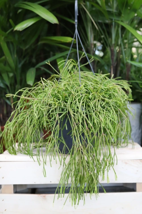 Rhipsalis baccifera ‘Oasis’ XL z gęstymi, zwisającymi pędami w dekoracyjnej doniczce.