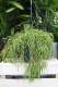 Rhipsalis baccifera ‘Oasis’ XL z gęstymi, zwisającymi pędami w dekoracyjnej doniczce.