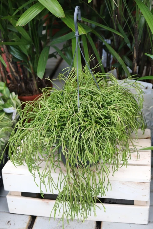 Duży Rhipsalis baccifera ‘Oasis’ XL jako egzotyczna roślina wisząca do domu lub biura.