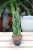 Sansevieria cylindryczna - warkocz (2).JPG