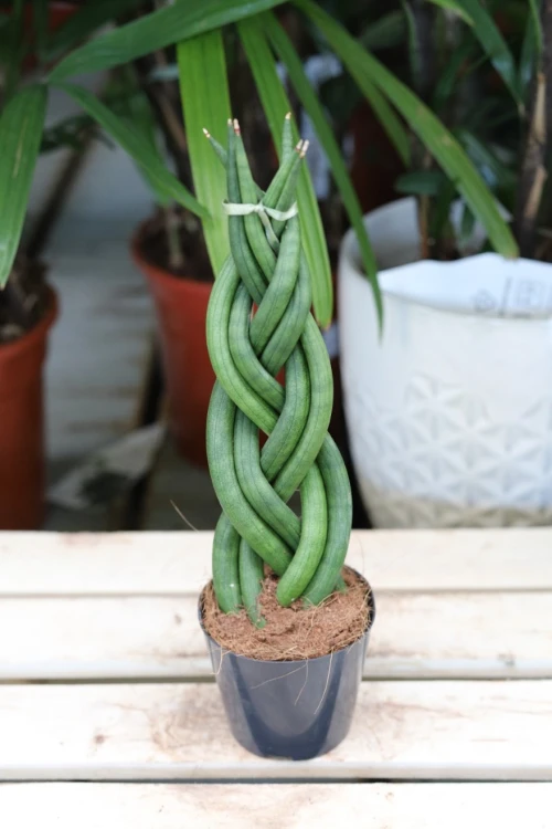 Sansevieria cylindryczna - warkocz (2).JPG