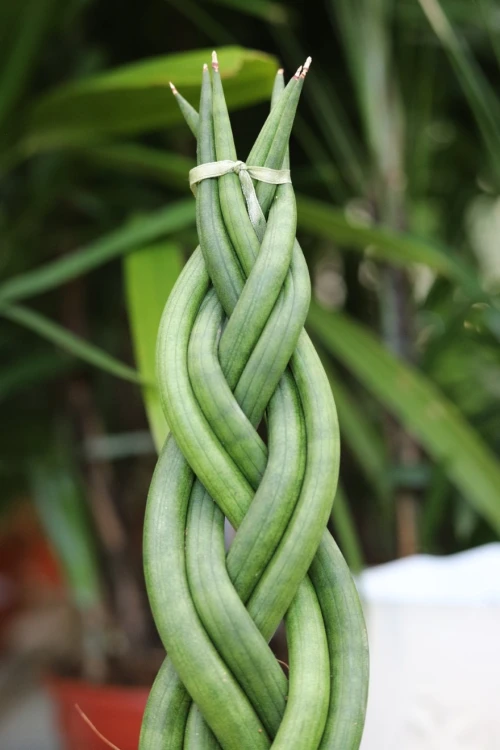Sansevieria cylindryczna - warkocz (3).JPG