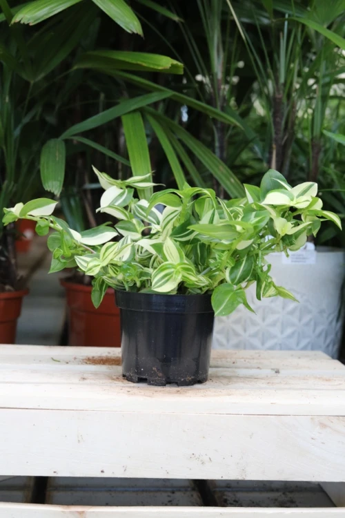 Tradescantia 'Yellow Hill' (Trzykrotka) (2).JPG
