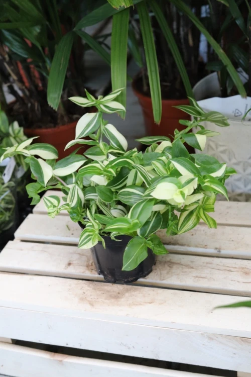 Tradescantia 'Yellow Hill' (Trzykrotka) (3).JPG