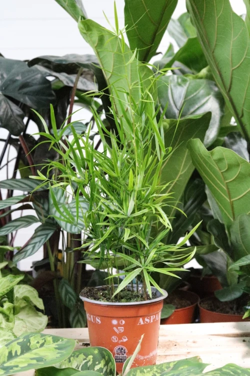 asparagus falcatus (1).jpg