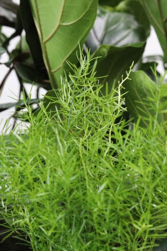 Asparagus densiflorus Sprengeri: zbliżenie na liście