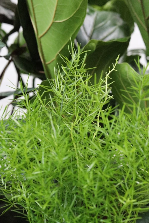 Asparagus densiflorus Sprengeri: zbliżenie na liście