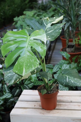 Monstera Thai Constellation (1).JPG