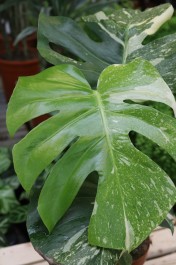 Monstera Thai Constellation (2).JPG