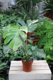 Monstera Thai Constellation (3).JPG