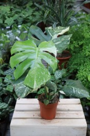Monstera Thai Constellation (4).JPG