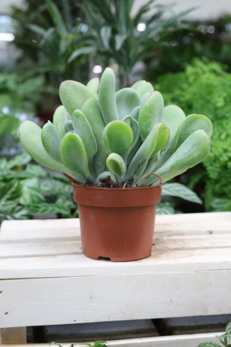 Kalanchoe oricula (Żyworódka) (1).JPG